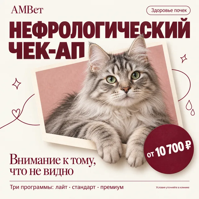 Чек-ап нефрологический