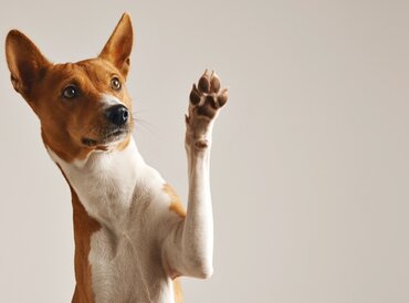 Как поставить клизму собаке в домашних условиях?