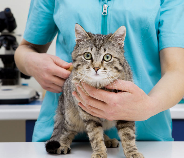 Лимфома у кошек: симптомы, диагностика и лечение - Официальный сайт сети  ветклиник АМВет в Москве - Ветеринарный центр