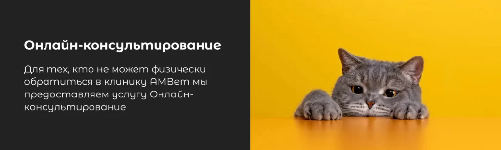 Зона ожидания для кошек - Официальный сайт ветклиники АМВет в Москве