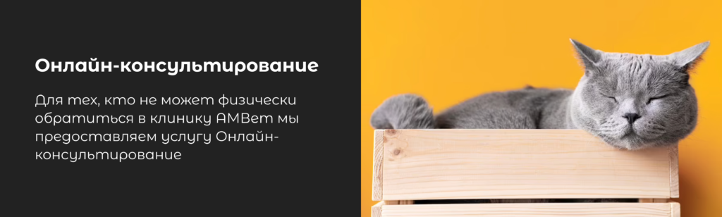 Ринотрахеит у кошек - Официальный сайт сети ветклиник АМВет в Москве -  Ветеринарный центр
